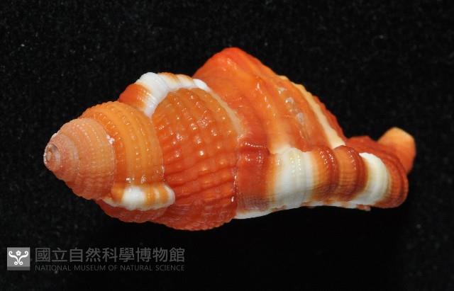 豔紅美法螺藏品圖，第3張