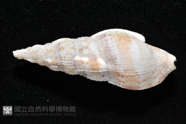 登錄號:006359-00016藏品圖，第3張