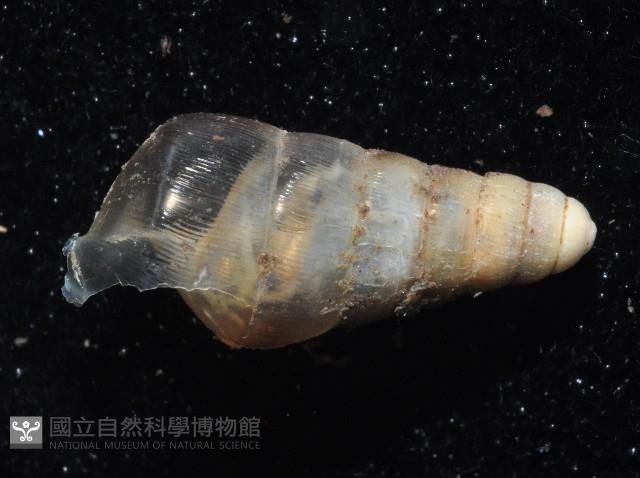 未知種煙管蝸牛藏品圖，第3張