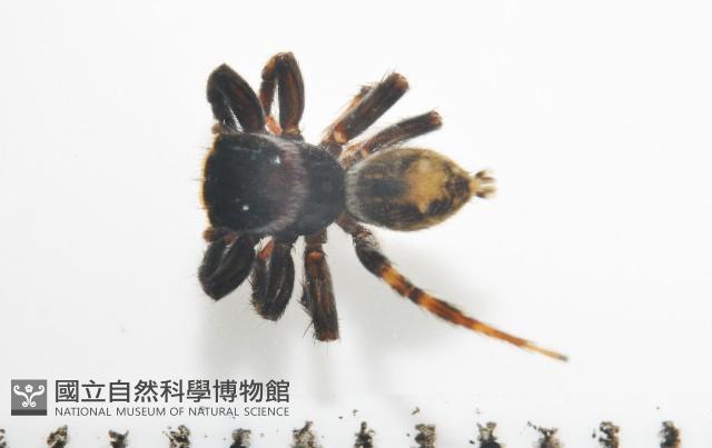 毛垛兜蠅虎藏品圖，第3張