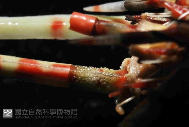 斑腔海膽藏品圖，第3張