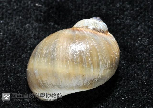 安東尼玉螺藏品圖，第3張