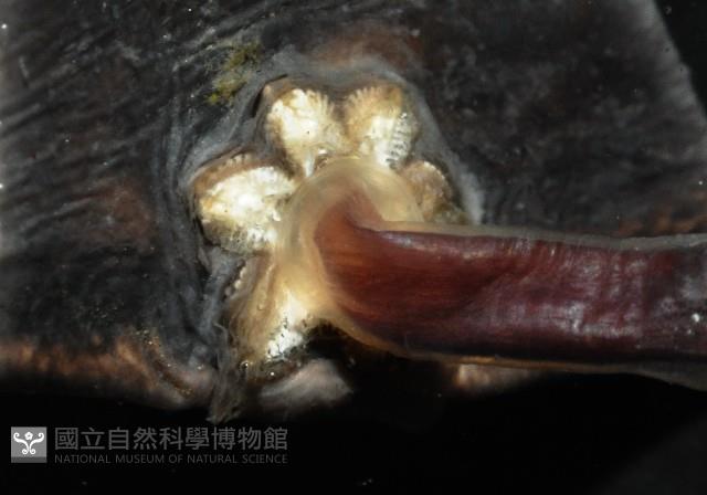 外藤壺藏品圖，第3張
