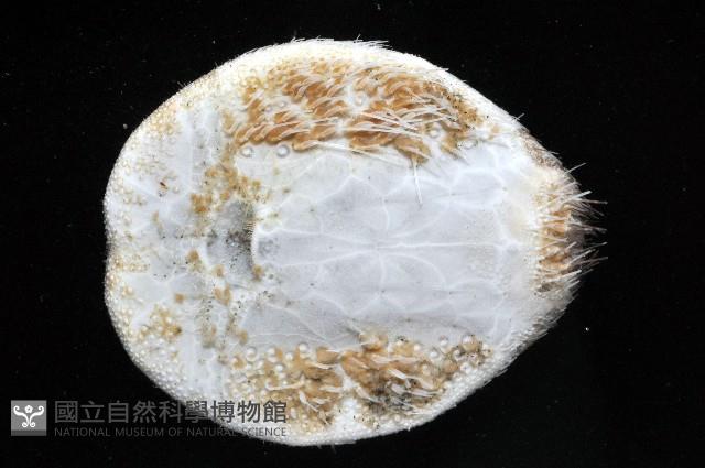 扁仙壺海膽藏品圖，第3張