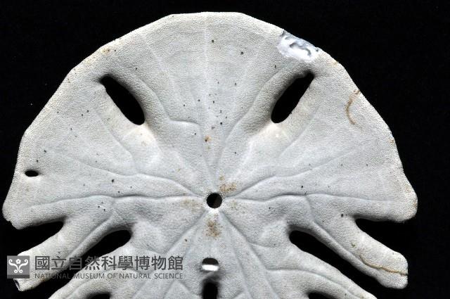 裂片海膽(裂片海錢)藏品圖，第3張