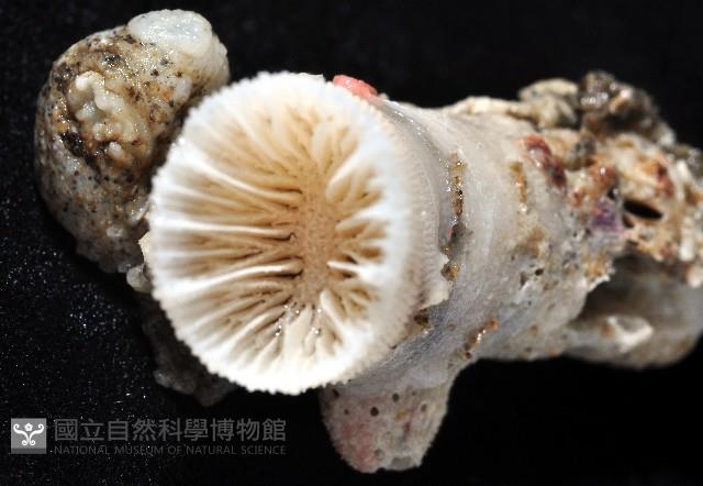 軸樹珊瑚(軸木珊瑚)藏品圖，第3張