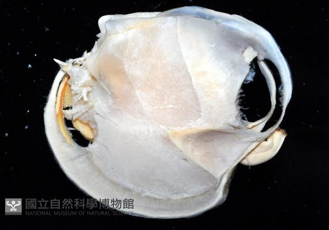 北海貝藏品圖，第3張
