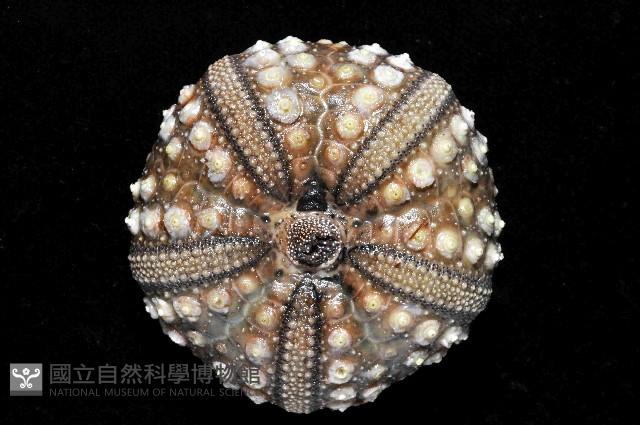 環刺棘海膽藏品圖，第3張