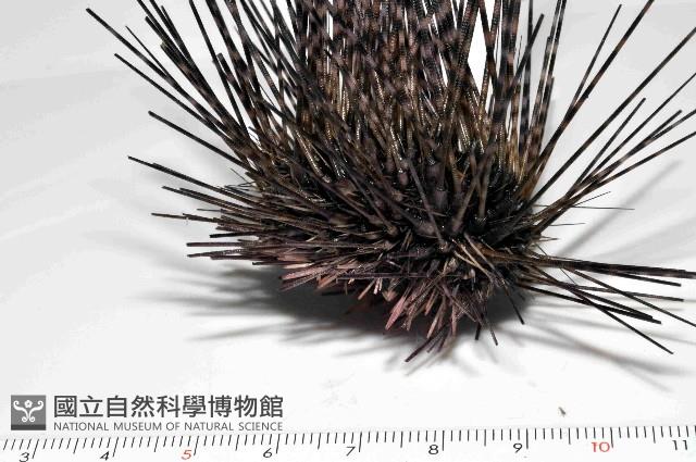 刺冠海膽藏品圖，第3張
