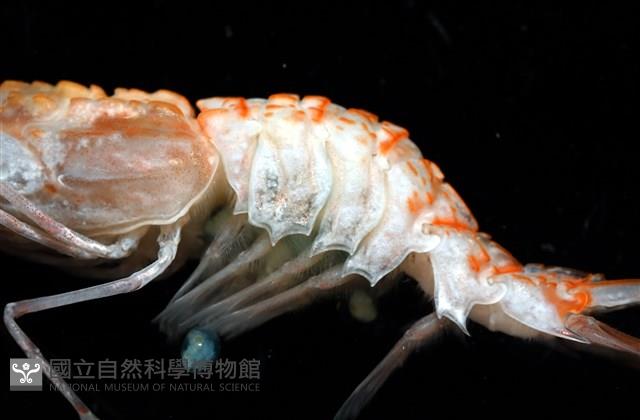 未知種鐮蝦藏品圖，第3張