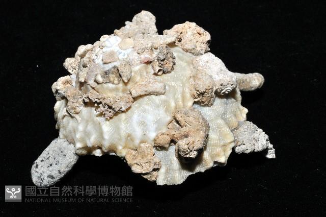 礫石綴殼螺藏品圖，第3張