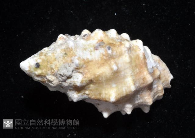 白結螺藏品圖，第3張
