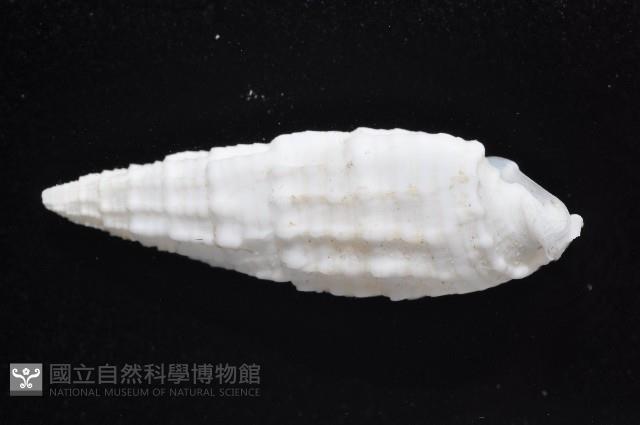秀美蟹守螺藏品圖，第3張