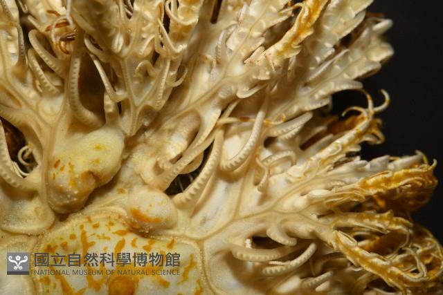 輪替海齒花藏品圖，第3張