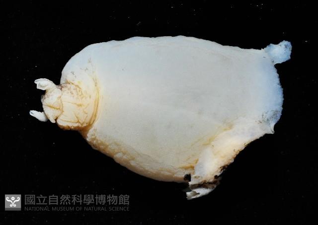 龍骨海鹿螺(龍骨截尾海兔)藏品圖，第3張