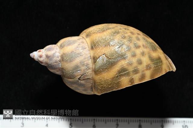 日本鳳螺藏品圖，第3張