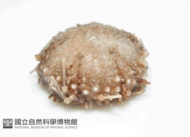 未知種侏儒頭帕(暫譯)藏品圖，第3張