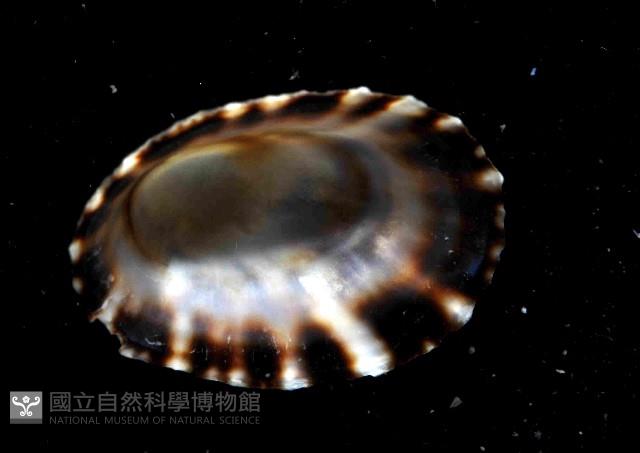 細雕蓮花青螺藏品圖，第3張