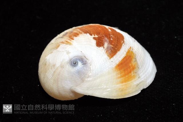 南洋扁玉螺藏品圖，第3張