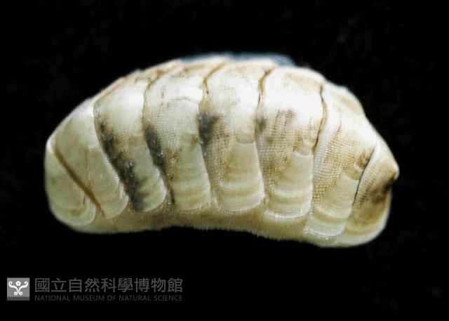 未知種深海石鱉藏品圖，第3張