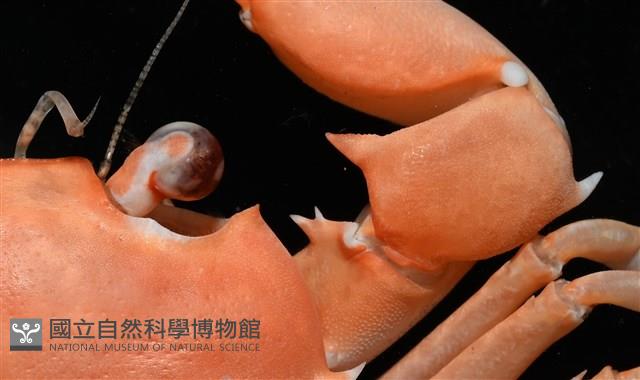 休氏聲蟹藏品圖，第3張