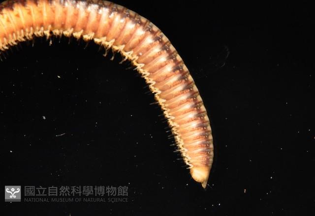未知種姬馬陸藏品圖，第3張