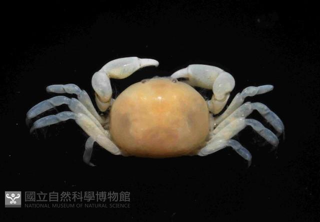 雙齒豆蟹藏品圖，第3張