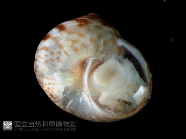 斑青山蝸牛藏品圖，第3張