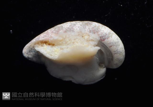 小廣口螺藏品圖，第3張