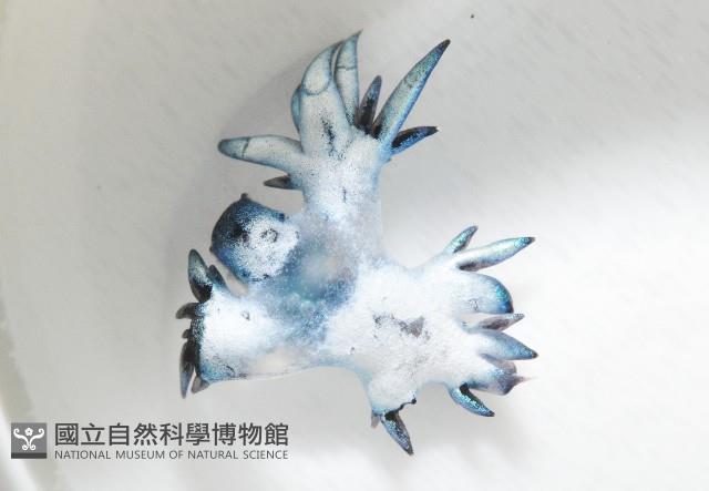 邊緣海神海蛞蝓藏品圖，第3張
