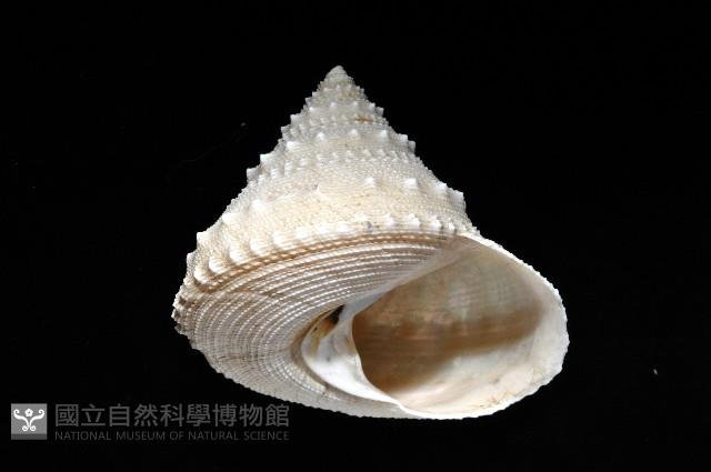 白鐘螺藏品圖，第3張