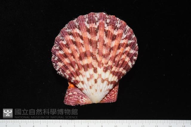 油畫海扇蛤藏品圖，第3張
