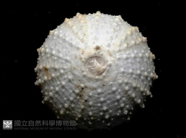 單列三角頭帕藏品圖，第3張