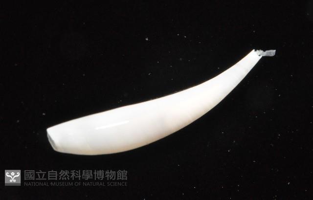 胖象牙貝藏品圖，第3張