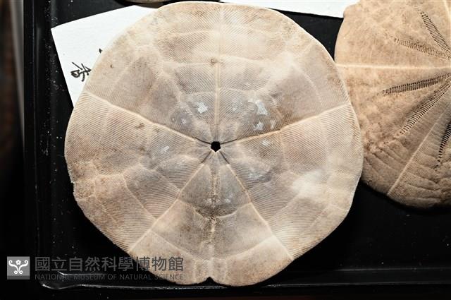 扁平蛛網海膽藏品圖，第3張