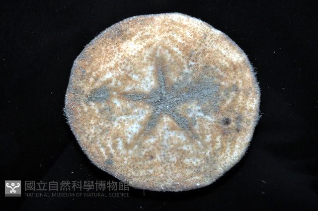 富士餅乾海膽藏品圖，第3張