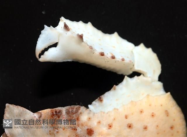 環狀(圓拱)隱足蟹藏品圖，第3張