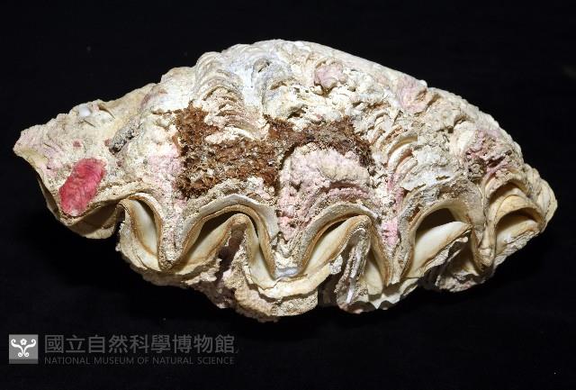 諾亞硨磲蛤藏品圖，第3張
