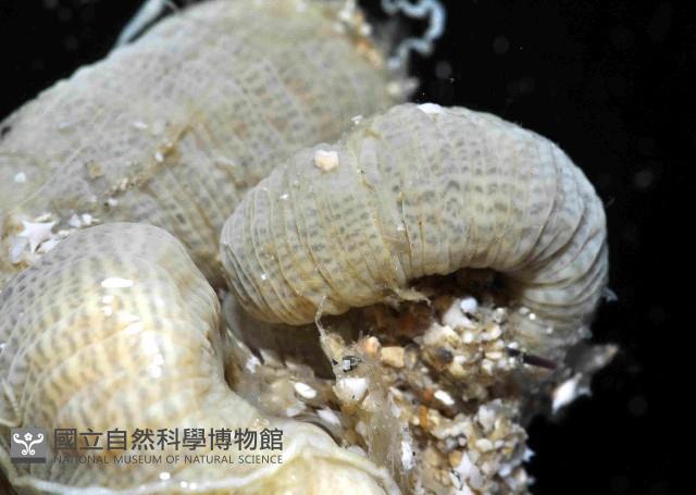 無線無溝紐蟲藏品圖，第3張