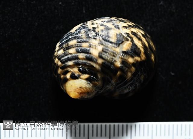 粗紋蜑螺藏品圖，第3張