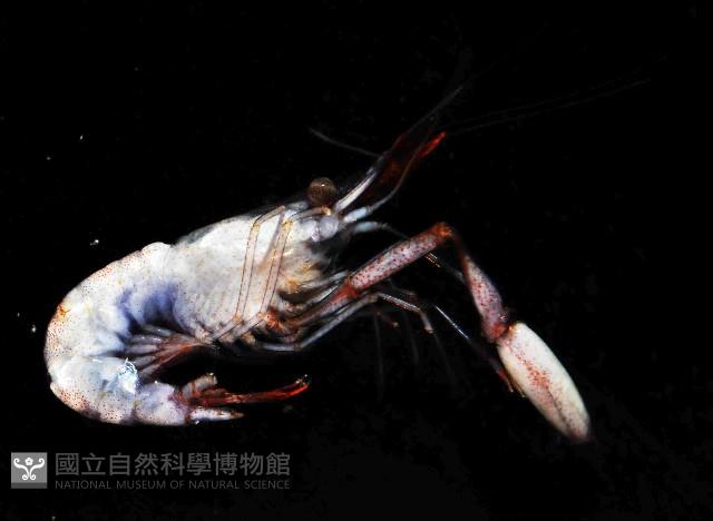 共棲岩蝦藏品圖，第3張