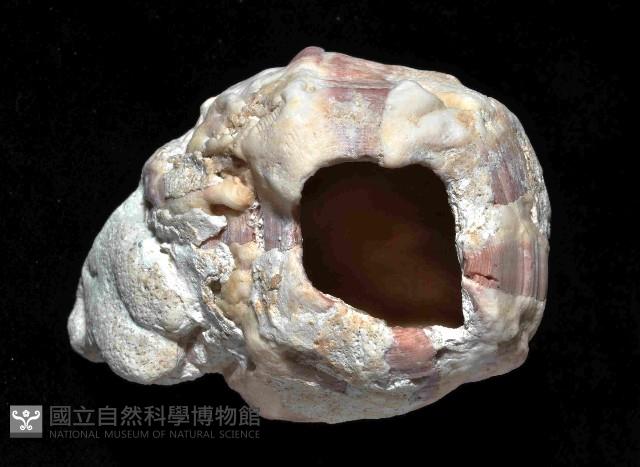 亞傑巨藤壺藏品圖，第3張