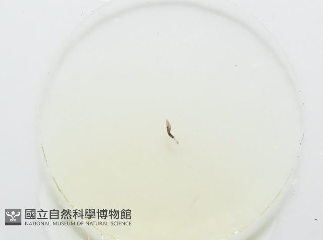 魚賁類絛蟲藏品圖，第3張