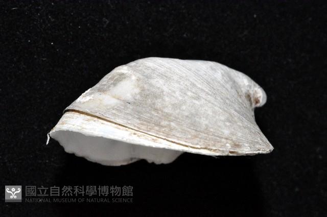 大黃偏蓋螺藏品圖，第3張