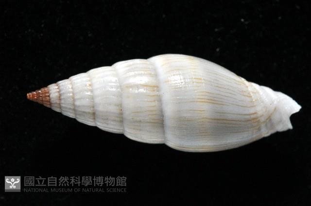 柳絮蛹筆螺藏品圖，第3張