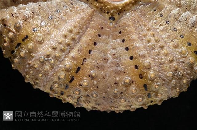 粒毛冠海膽藏品圖，第3張