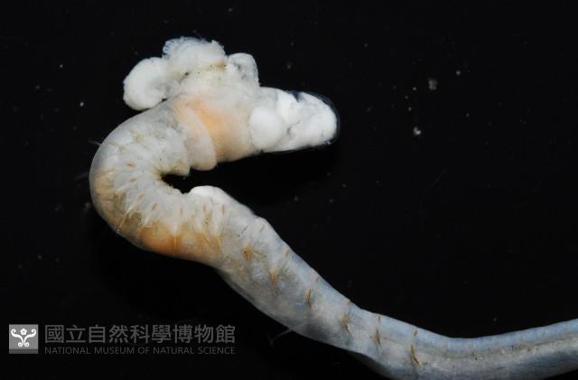 八里梳鰓蟲藏品圖，第3張