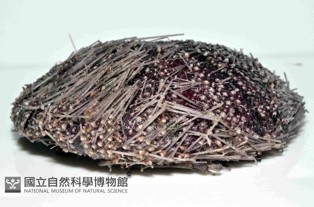 藍紫小肛海膽藏品圖，第3張