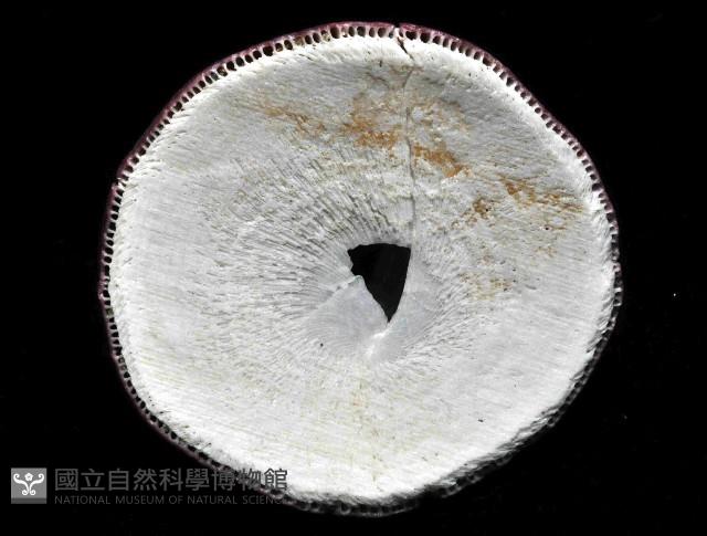 壯肋巨藤壺藏品圖，第3張