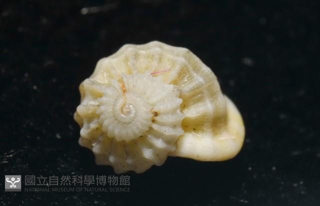 雞籠花冠螺藏品圖，第3張